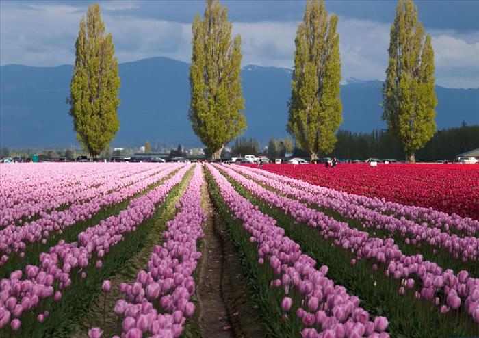 las mejores fotos de los tulipanes más coloridos