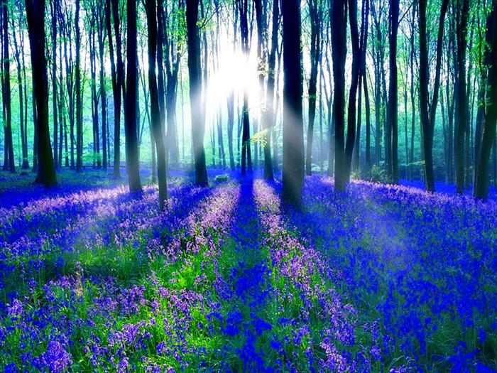 Imágenes de bosques repletos de hermosos jacintos