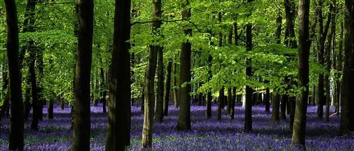 Imágenes de bosques repletos de hermosos jacintos