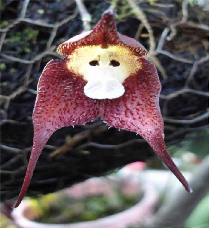 hermosas fotos de la orquídea cara de mono