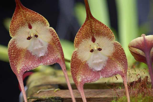 hermosas fotos de la orquídea cara de mono