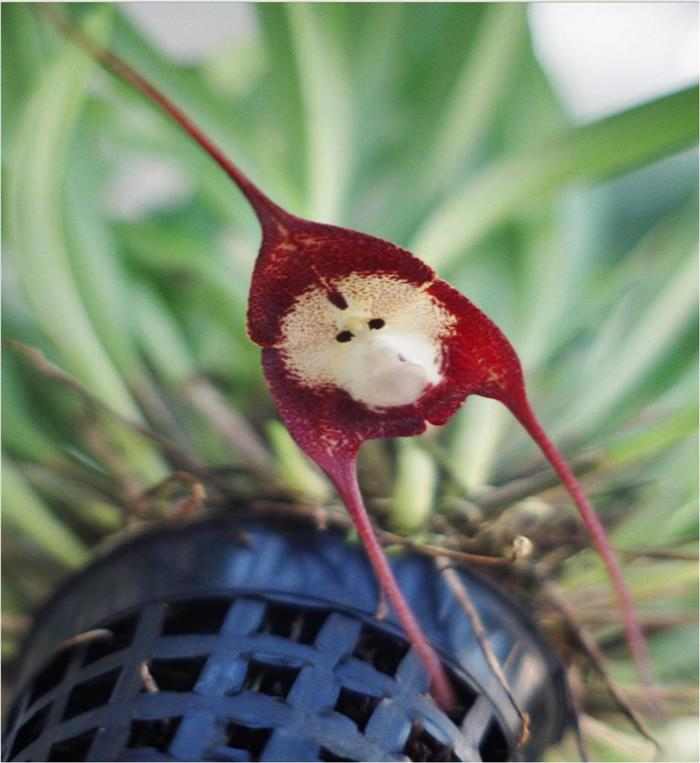 La Sorprendente Orquídea Cara de Mono | Naturaleza