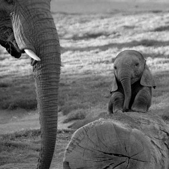 Elefantes bebes