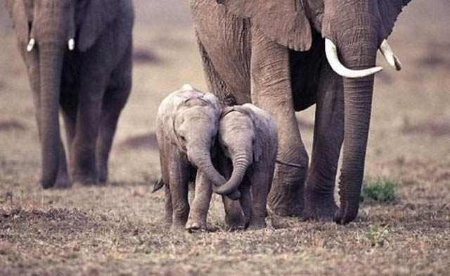 Elefantes bebes