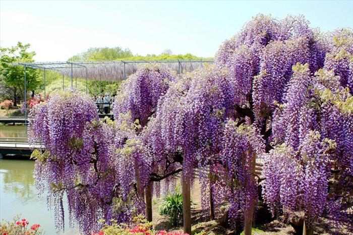 imágenes del Parque de Las Flores Ashikaga
