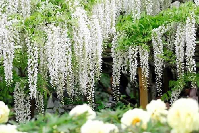 imágenes del Parque de Las Flores Ashikaga