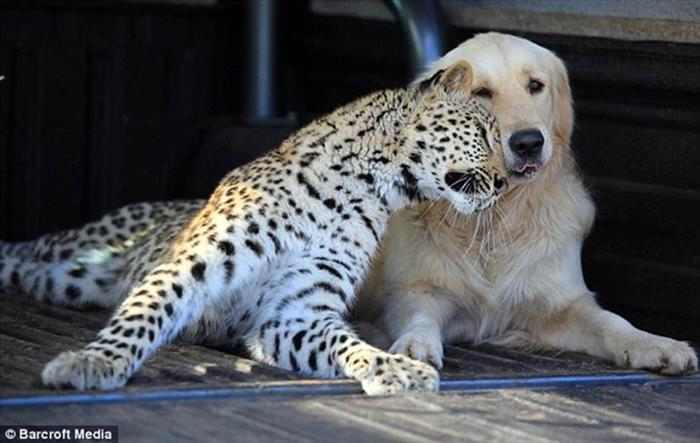 Imágenes sorprendentes de la relación entre animal