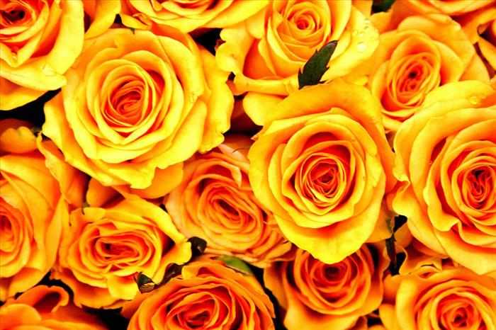 Imágenes y significados de las flores más lindas