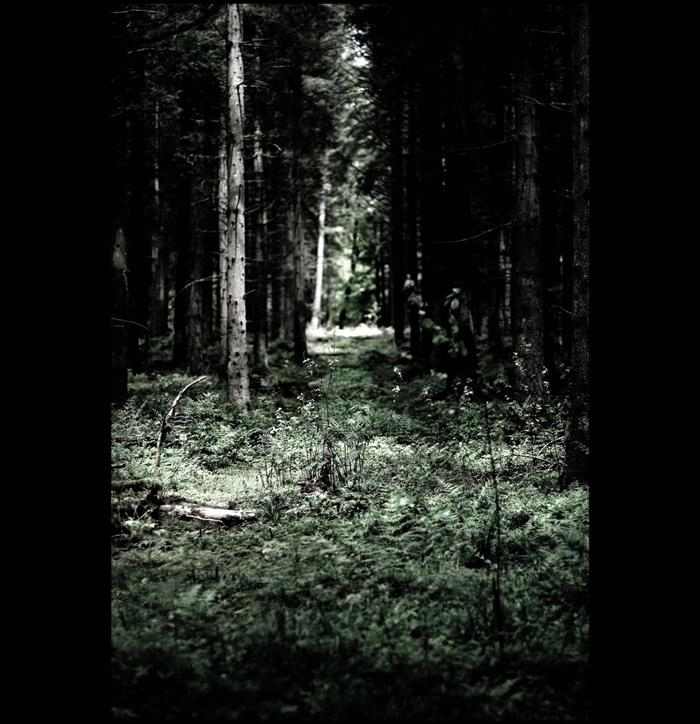 bosque negro