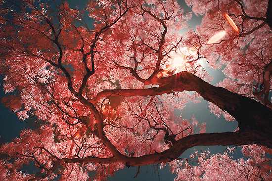 Los Árboles Japoneses Deslumbran con su Belleza | Naturaleza