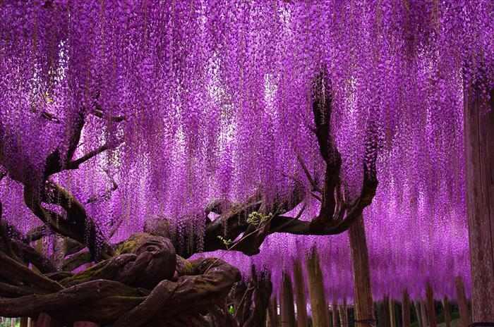 Los Árboles Japoneses Deslumbran con su Belleza | Naturaleza