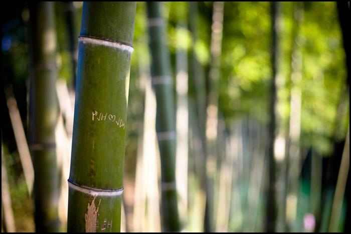 Bambús