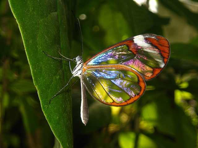 Mariposa de cristal