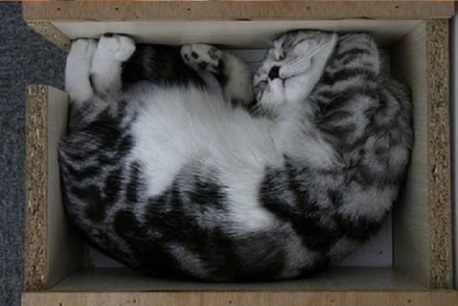Gatos y cajas