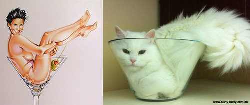Gatos modelos