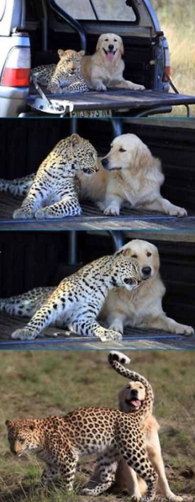Amistades animales