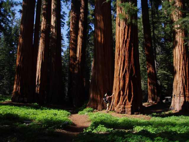 Fotos Sequoias