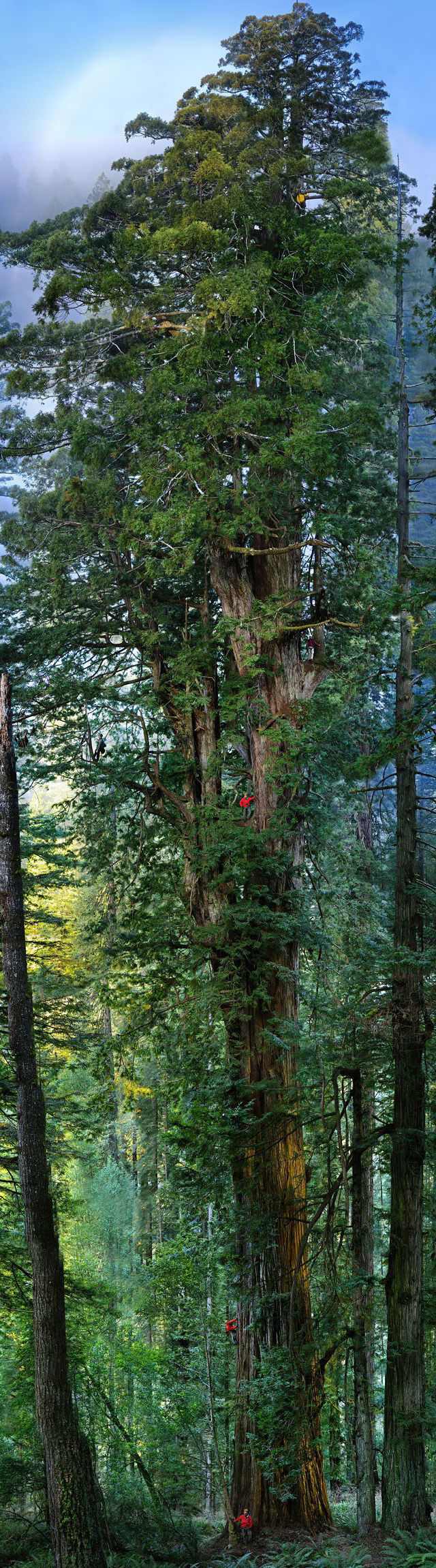 Fotos Sequoias