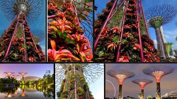 Imagenes Jardin Singapur