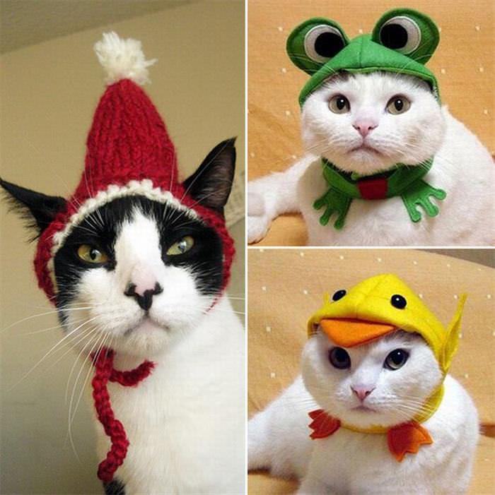 Gatos Con Sombrero