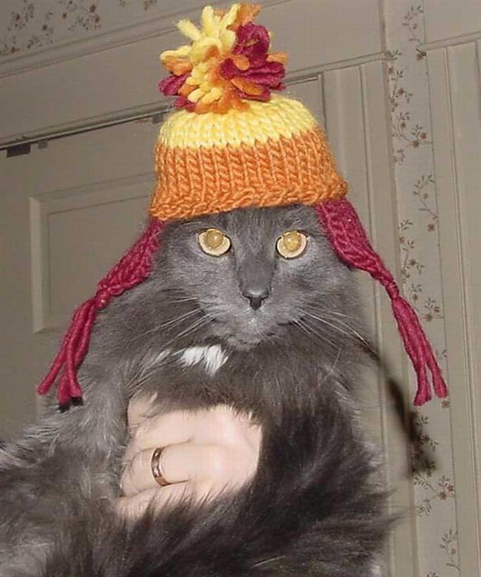 Gatos Con Sombrero