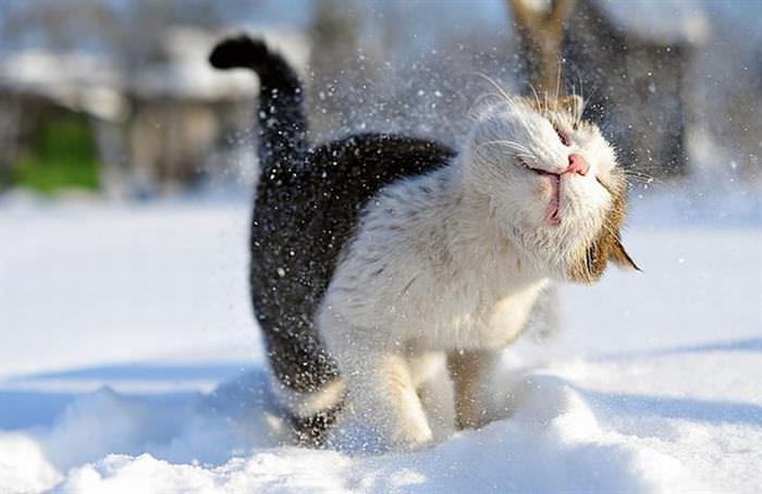 Animales en la Nieve