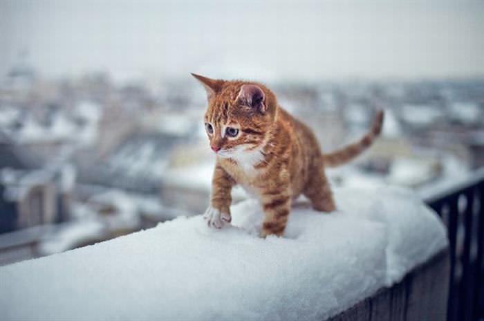 Animales en la Nieve