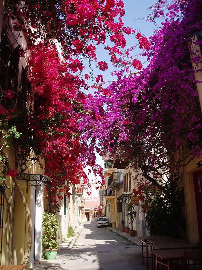 Calles florales