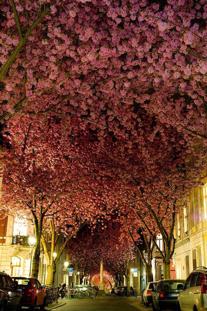 Calles florales