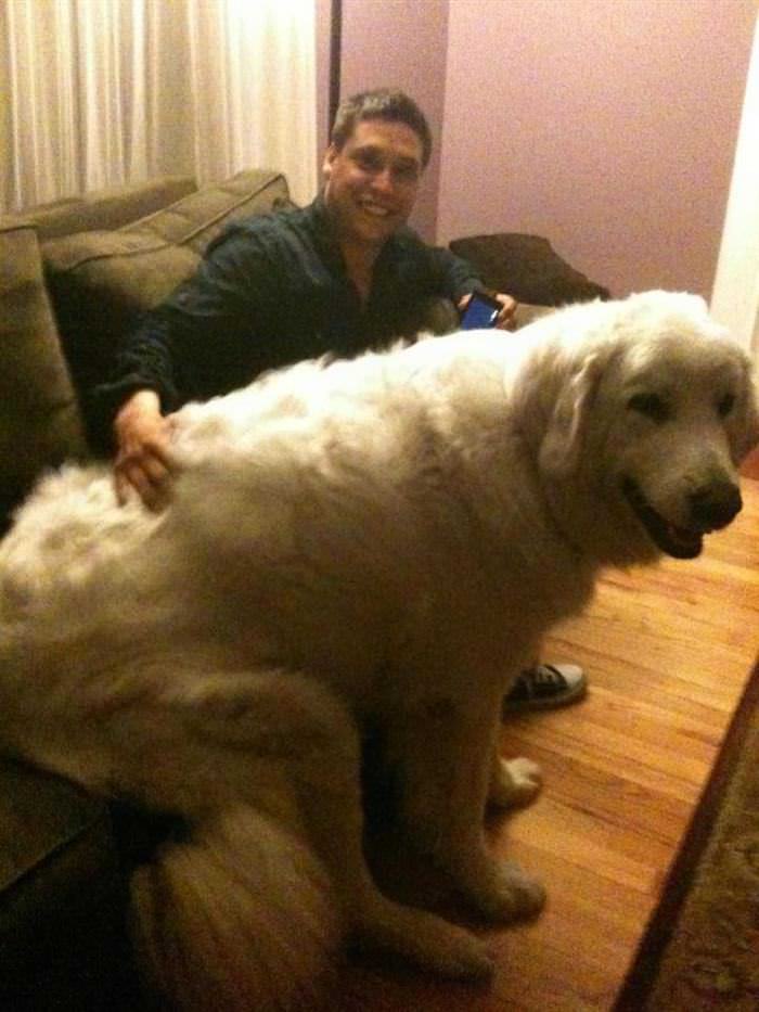 Perros gigantes