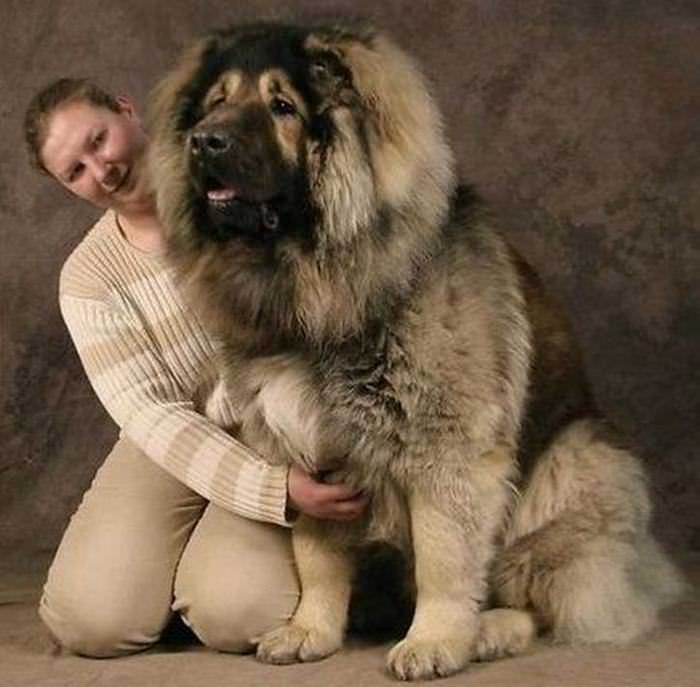 Perros gigantes