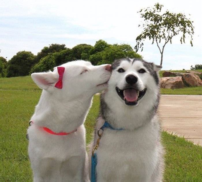 ¡Déjate Alegrar Por Estos Canes Con La Mejor Sonrisa!