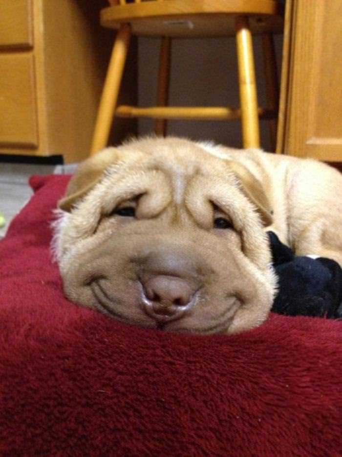 ¡Déjate Alegrar Por Estos Canes Con La Mejor Sonrisa!