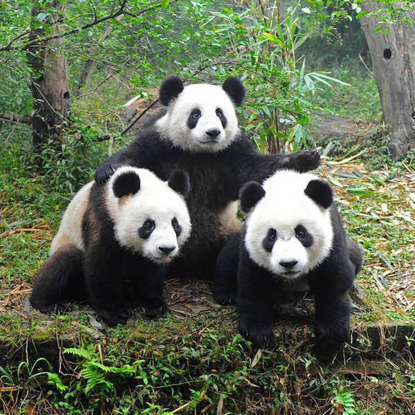 datos osos panda