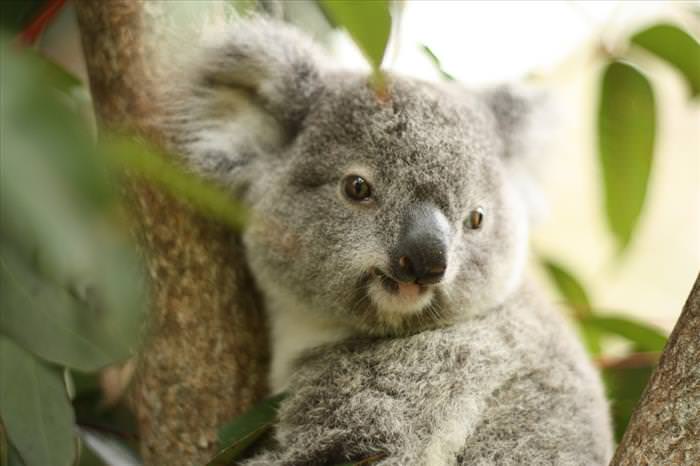 15 Adorables Bebés Animales En Australia
