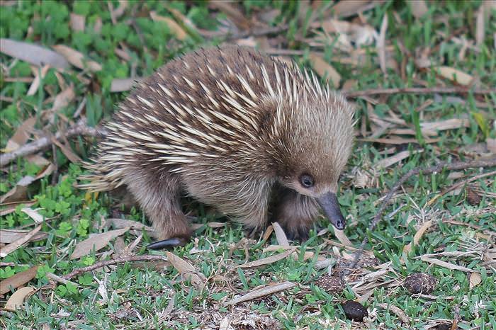 15 Adorables Bebés Animales En Australia
