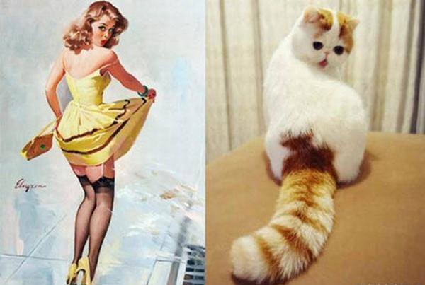gatos modelos