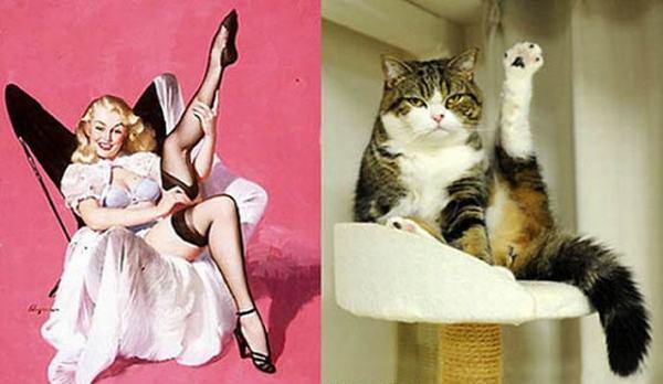gatos modelos
