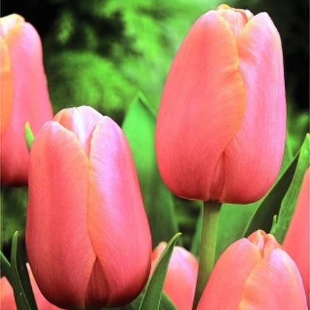 Tulipanes Del Mundo