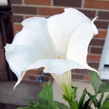 Las 20 Flores Blancas Más Bellas De La Naturaleza | Naturaleza
