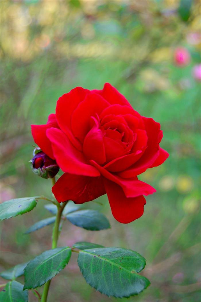 Las 20 Flores Rojas Más Espectaculares Del Mundo | Naturaleza