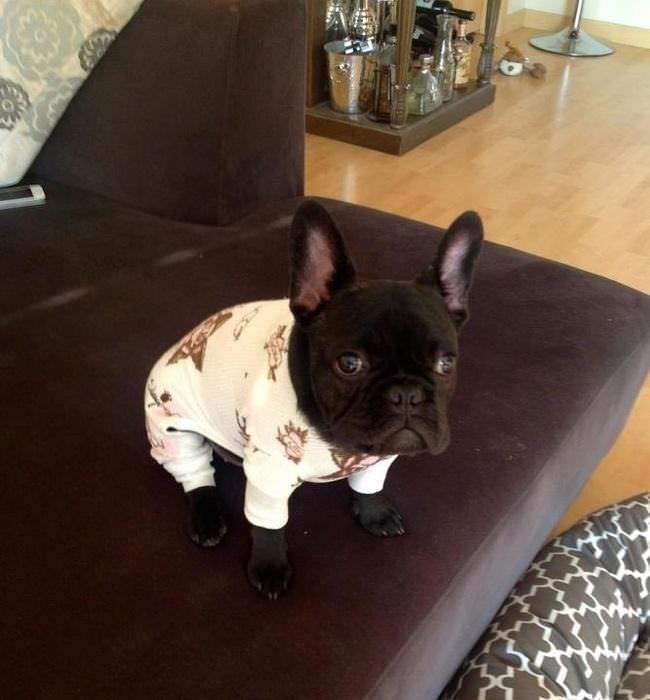 Perros en Pijama