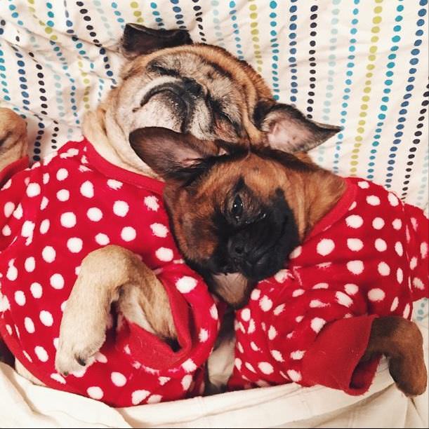Perros en Pijama