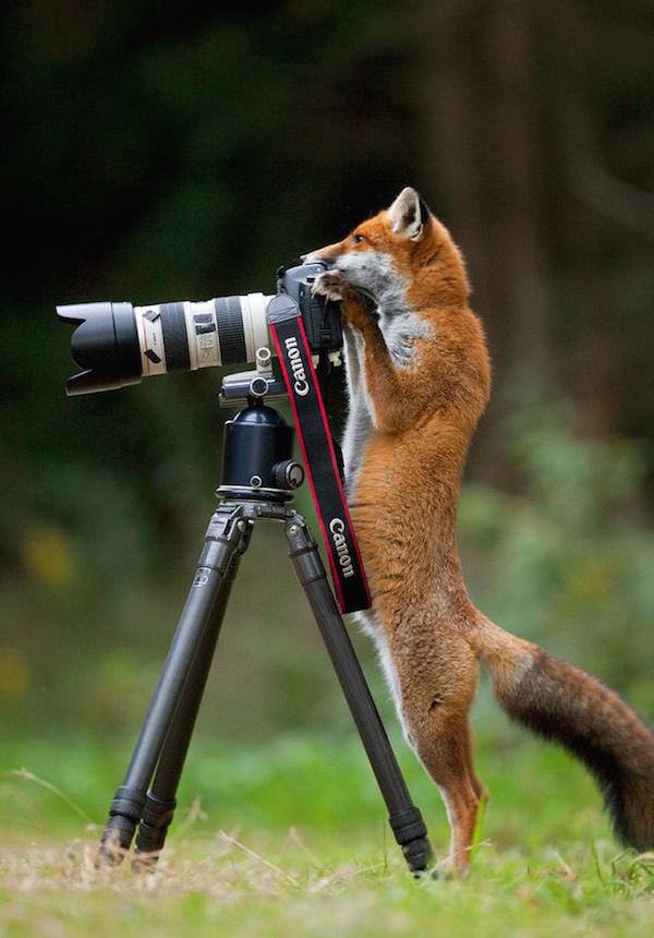 Animales Fotógrafos
