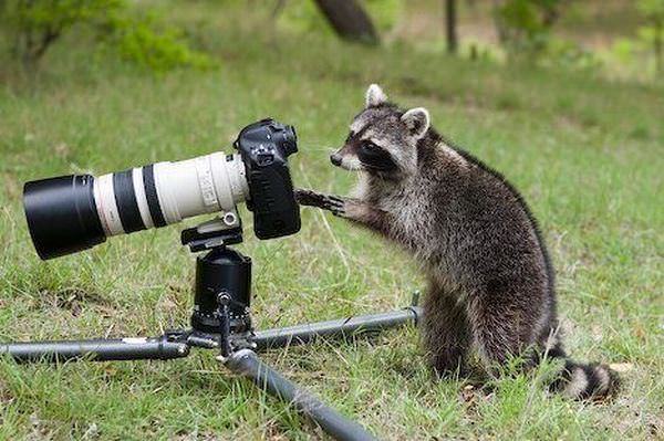 Animales Fotógrafos