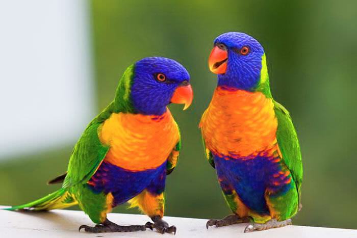 Aves de colores