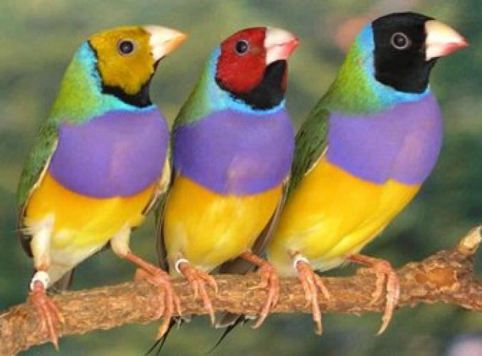 Aves de colores