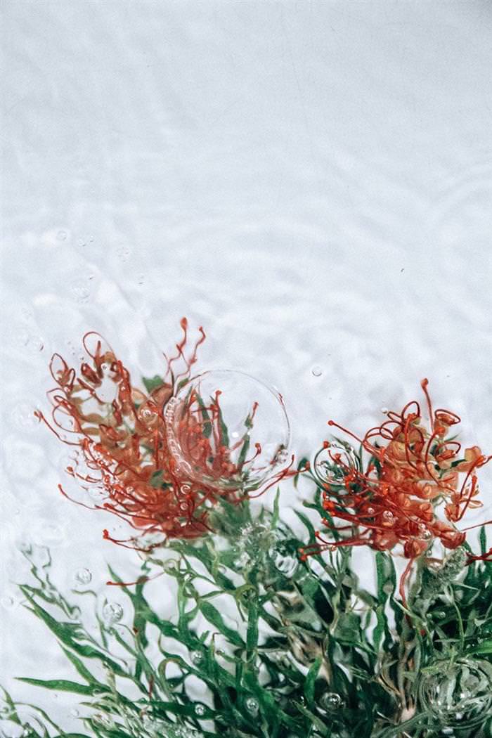 Flores Bajo Agua