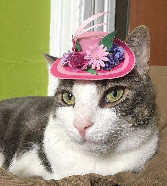 Gatos con Sombrero