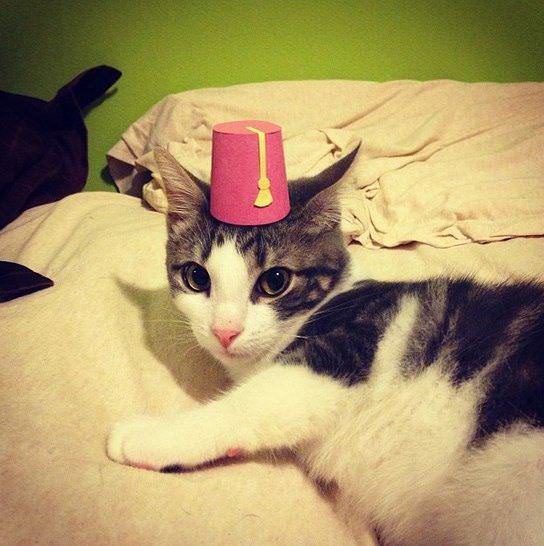 Gatos con Sombrero